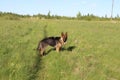 The German Shepherd puppy 10 month. field. Royalty Free Stock Photo